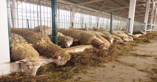 Büyükşehir'den koyun üreticisine destek