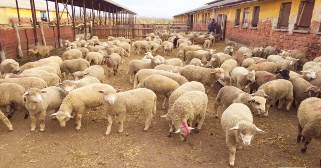 Büyükşehir'den koyun üreticisine destek