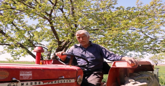 Kayısı En Meşakkatli Döneme Girdi