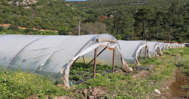 Turizm Kenti Marmariste Yılda 220 Ton Çilek Üretiliyor