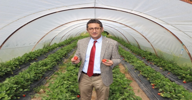 Turizm Kenti Marmariste Yılda 220 Ton Çilek Üretiliyor