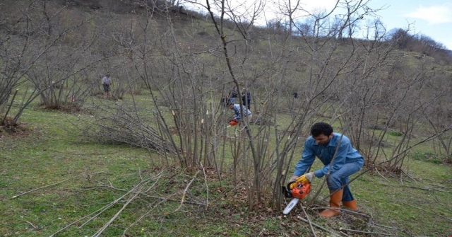 Örnek Bahçelerde Fındık Verimi Artıyor