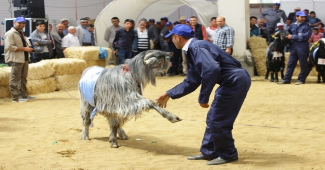 4. Teke Yöresi Tarım Ve Hayvancılık Fuarına Doğru