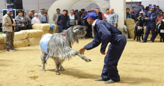 4. Teke Yöresi Tarım Ve Hayvancılık Fuarına Doğru