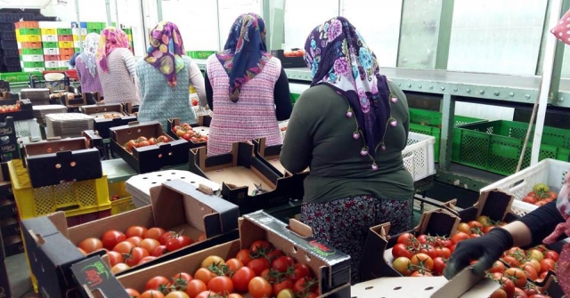 Manisadan Rusyaya Domates İhracatı Başladı