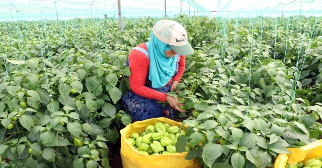 Biber fiyatı yerinde sudan ucuz