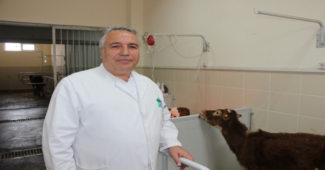 Yatılı Hastane Hizmeti İle Buzağı Kayıpları Yüzde 80 Engelleniyor