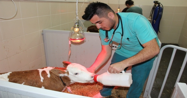 Yatılı Hastane Hizmeti İle Buzağı Kayıpları Yüzde 80 Engelleniyor