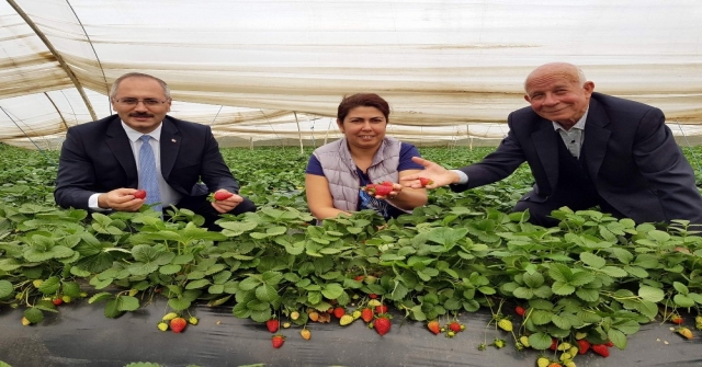 Sultanhisar çileği için coğrafi işaret alınacak