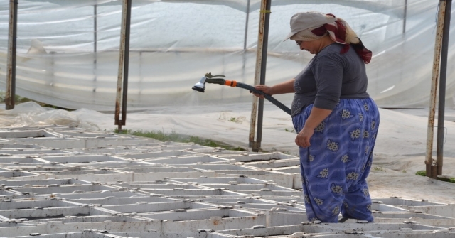 (Özel Haber) En Sağlıklı Şeker Stevia