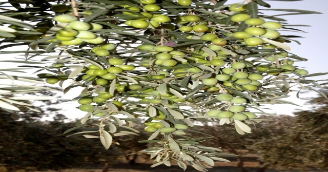 Zeytinyağından Sonra Sofralık Zeytin İhracatı Da Artışa Geçti