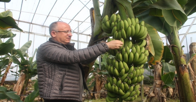Anamurda Çiçek Muz Sezonu Başladı
