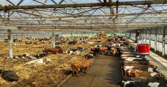 Organik Süt Sığırcılığı Projesine Abden 1 Milyon 436 Bin Euro