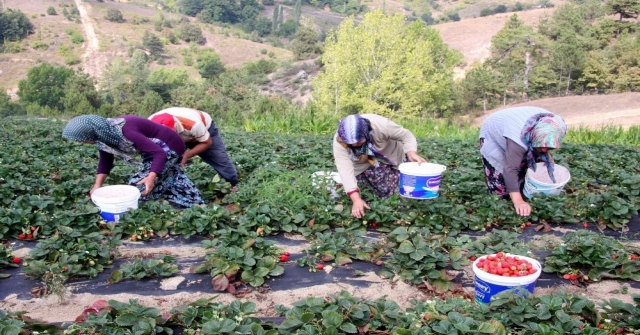 Uludağ'daki köylerde çilek zamanı