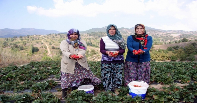 Uludağ'daki köylerde çilek zamanı