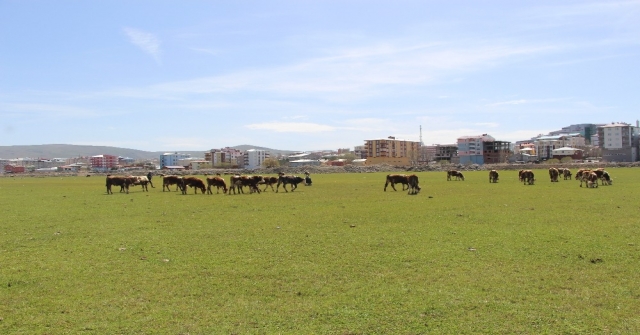 Ardahanda Çiftçiyi Kuraklık Korkusu Sardı