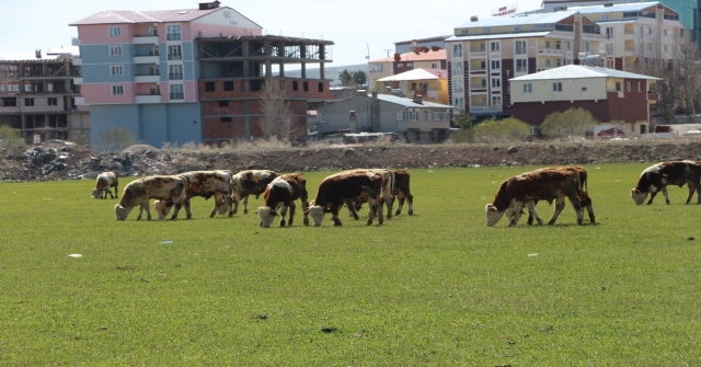Ardahanda Çiftçiyi Kuraklık Korkusu Sardı