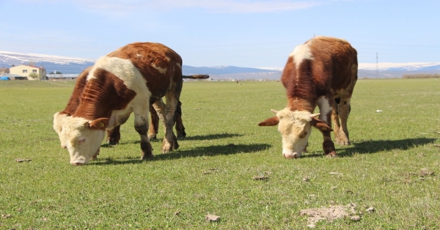 Ardahanda Çiftçiyi Kuraklık Korkusu Sardı