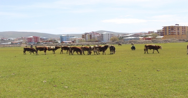 Ardahanda Çiftçiyi Kuraklık Korkusu Sardı