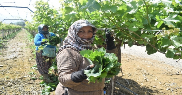 Asma yaprakları geçim kaynağı