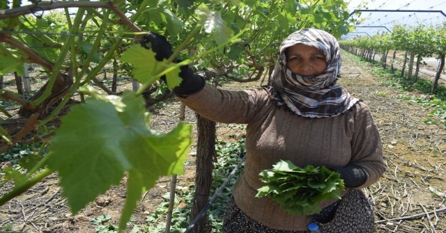 Asma yaprakları geçim kaynağı