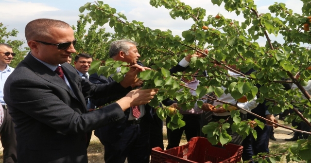 Mersinin Mut İlçesi 70 Bin Ton Kayısı İhracatı Hedefliyor