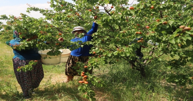 Mersinin Mut İlçesi 70 Bin Ton Kayısı İhracatı Hedefliyor