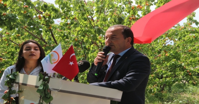 Mersinin Mut İlçesi 70 Bin Ton Kayısı İhracatı Hedefliyor