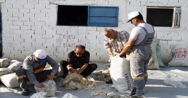 Tiftik, Tarihinde En Yüksek Fiyatı Gördü