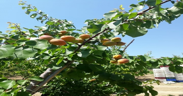 Reyhanlıda Kayısı Hasadı Başladı