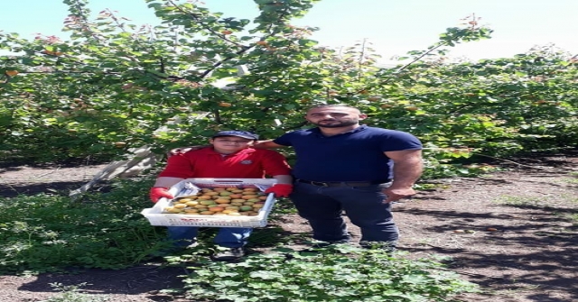 Reyhanlıda Kayısı Hasadı Başladı