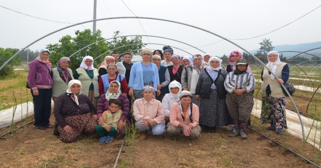 Muğla'nın Yenilebilir Otları Tanıtılıyor