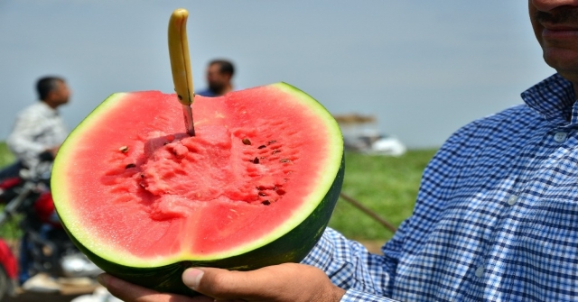 Adanada Turfanda Karpuz Hasadı Başladı