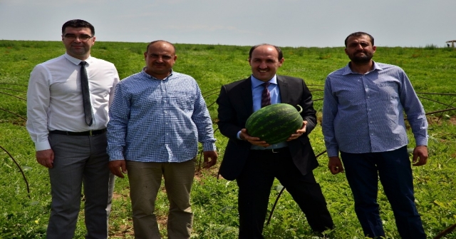 Adanada Turfanda Karpuz Hasadı Başladı
