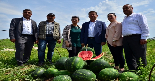 Adanada Turfanda Karpuz Hasadı Başladı