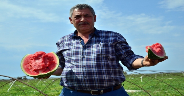 Adanada Turfanda Karpuz Hasadı Başladı