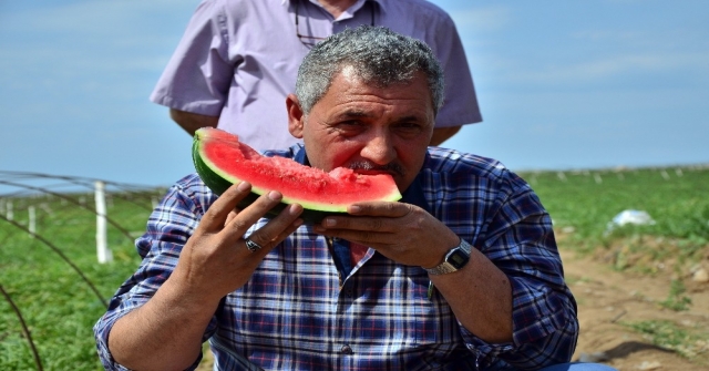 Adanada Turfanda Karpuz Hasadı Başladı