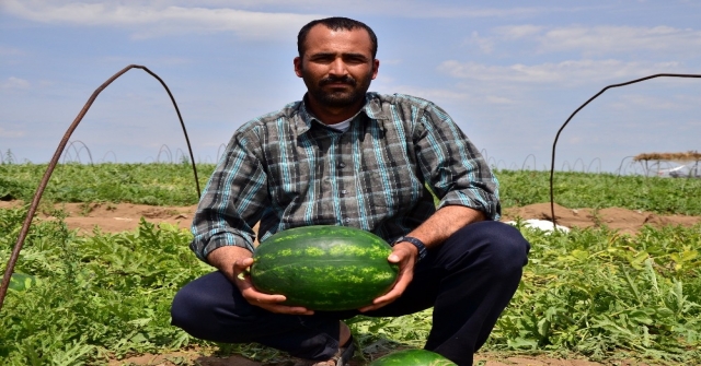 Adanada Turfanda Karpuz Hasadı Başladı
