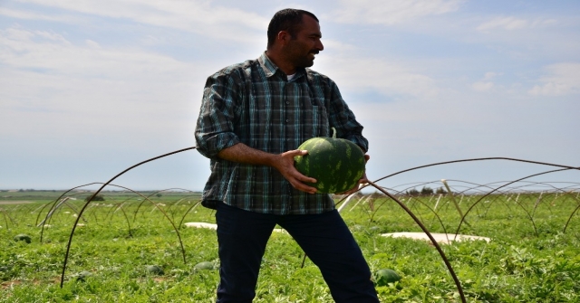 Adanada Turfanda Karpuz Hasadı Başladı