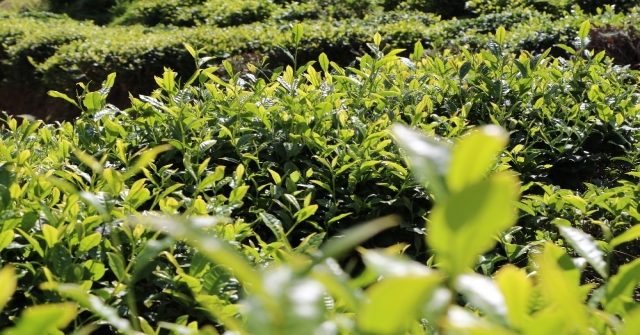 Çay Alım Sezonu Açıldı, Üreticiler Çaylığa Girmeye Başladı
