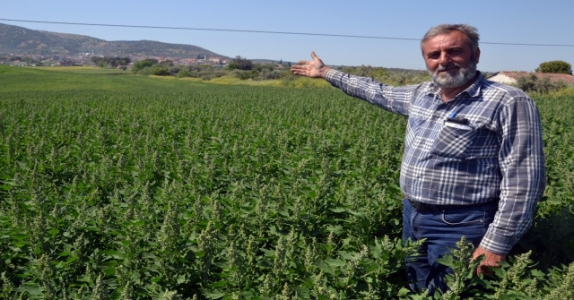 Çiftçinin Yeni Gözdesi: Kinoa