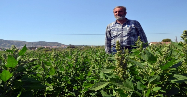 Çiftçinin Yeni Gözdesi: Kinoa