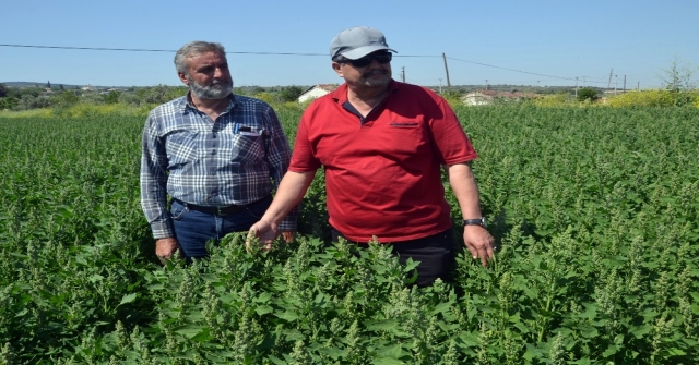 Çiftçinin Yeni Gözdesi: Kinoa