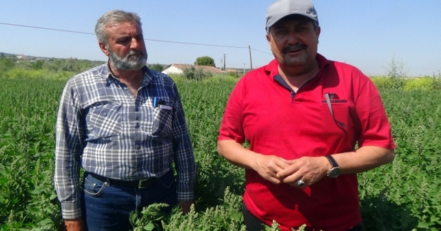 Çiftçinin Yeni Gözdesi: Kinoa