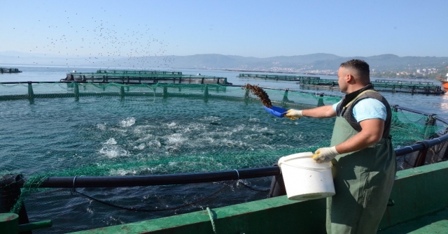 Ordu'dan Rusya Ve Japonya'ya Havuz Balığı İhracatı