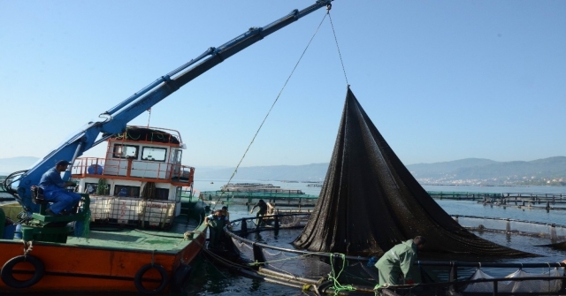 Ordu'dan Rusya Ve Japonya'ya Havuz Balığı İhracatı