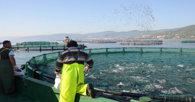 Ordu'dan Rusya Ve Japonya'ya Havuz Balığı İhracatı