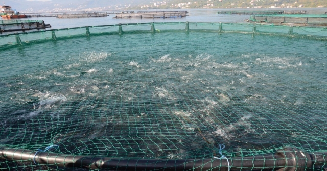 Ordu'dan Rusya Ve Japonya'ya Havuz Balığı İhracatı