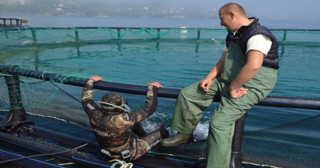 Ordu'dan Rusya Ve Japonya'ya Havuz Balığı İhracatı