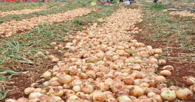 Reyhanlıda Soğan Hasadına Başlandı